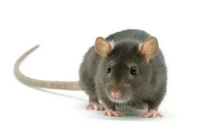 Дератизация &#8211; уничтожение мышей и крыс Подольск