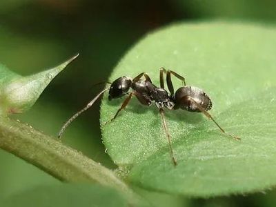 Уничтожение муравьев Подольск
